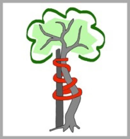 Orthopädenbäumchen nach Moritz